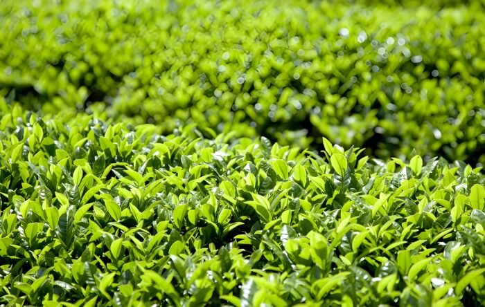 Songfeng green tea follows the legacy of tribute tea and smells the fragrance of tea from the prosperous times. 