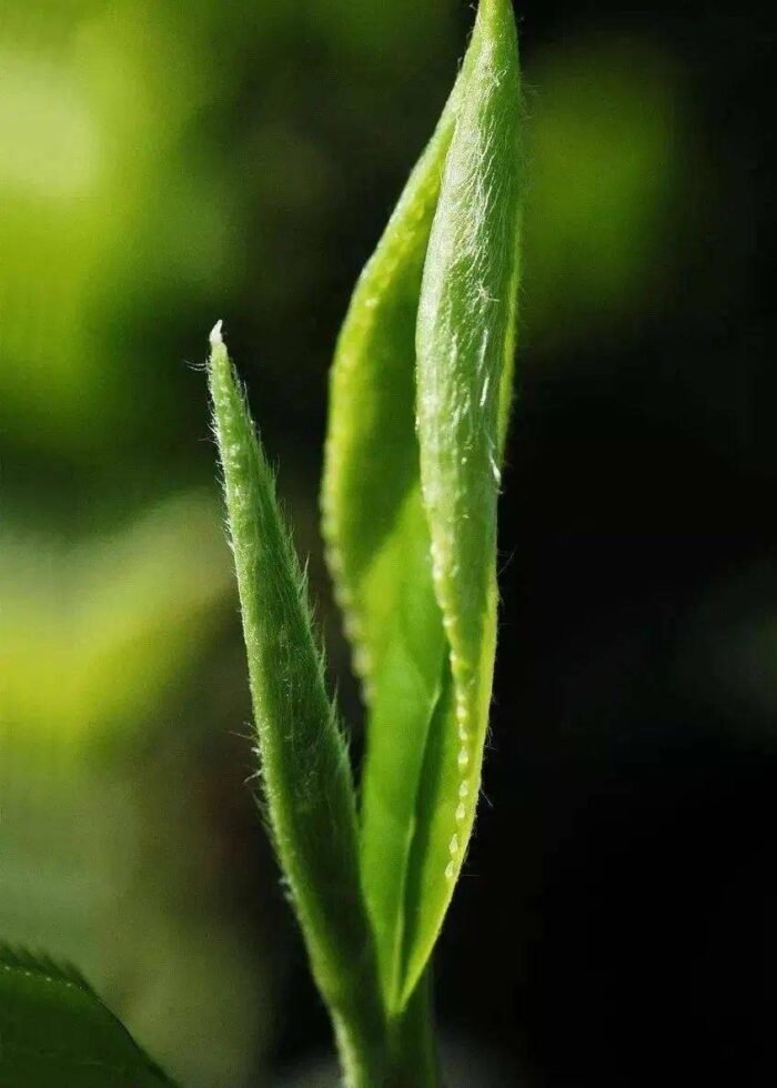White Peony Tea is one of the top ten famous teas in China and the Queen of White Tea. 