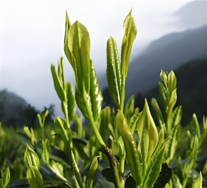 Taiping Houkui Green Tea is one of the top ten famous teas in China. It was founded in 1900.  