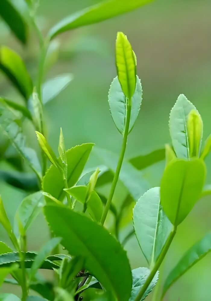 Wild old tree Biluochun green tea
