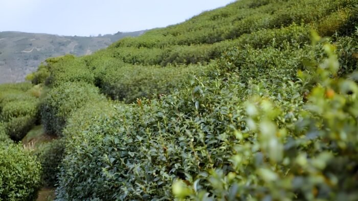 Wild old tree Biluochun green tea