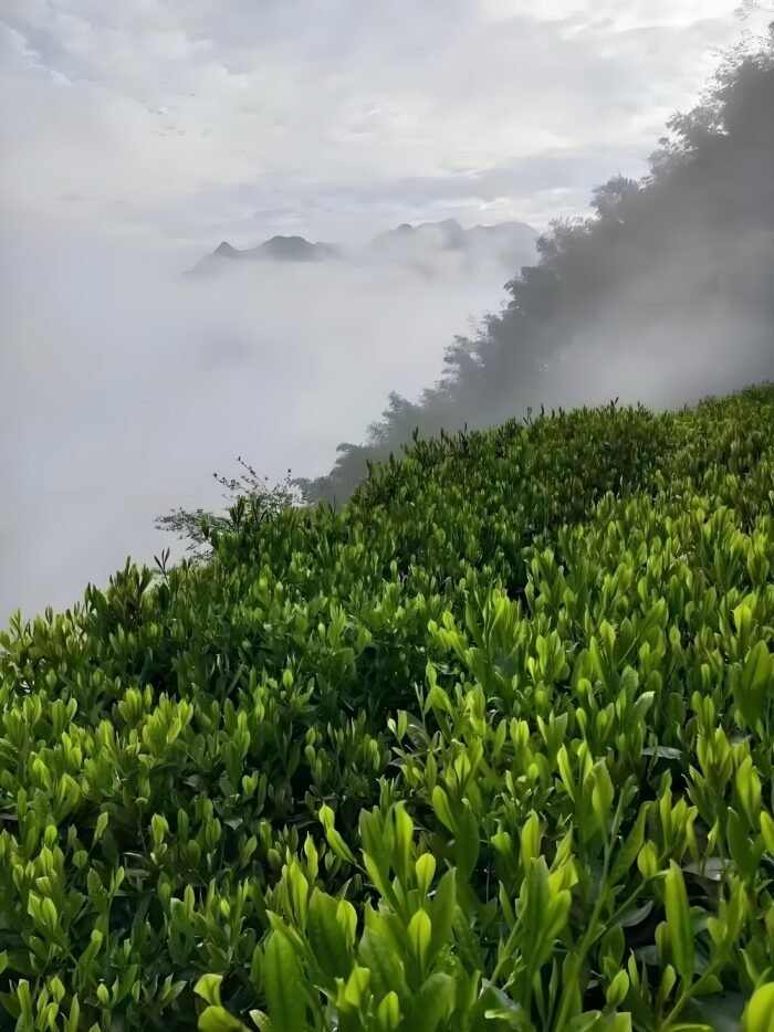 Taiping Houkui Green Tea is one of the top ten famous teas in China. It was founded in 1900.  