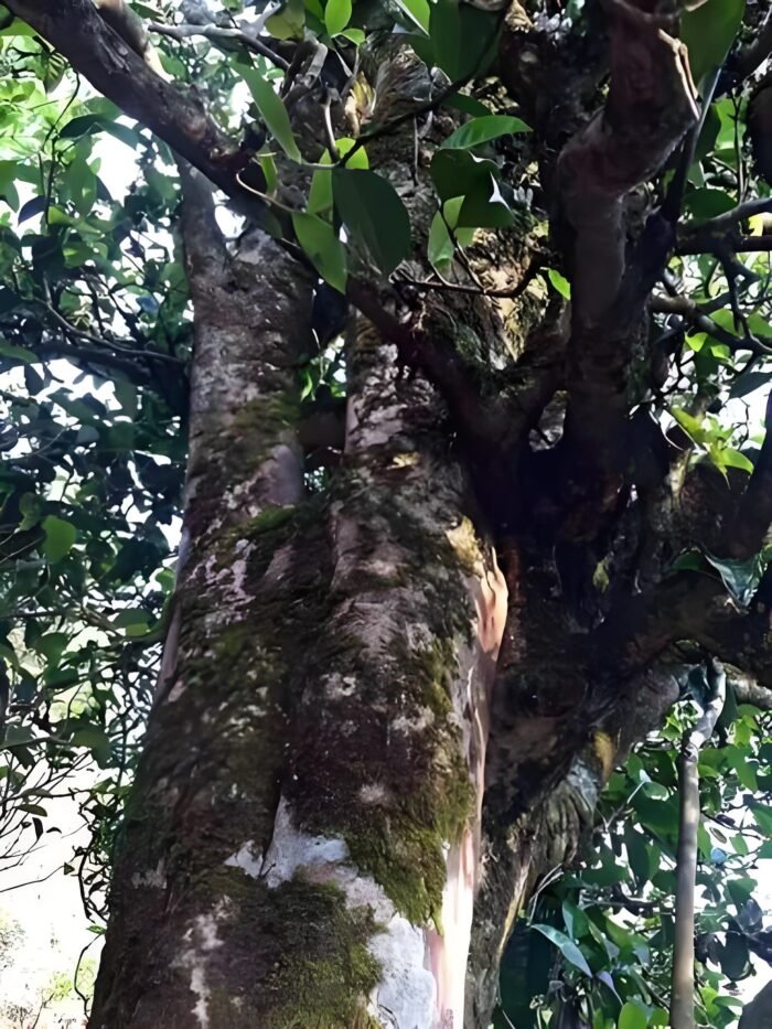 Lao Banzhang Ancient Tree Pu'er Black Tea, Pu'er Black Tea Tea King