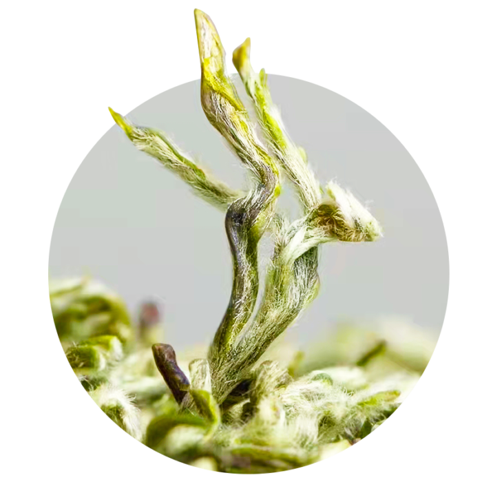 Wild old tree Biluochun green tea