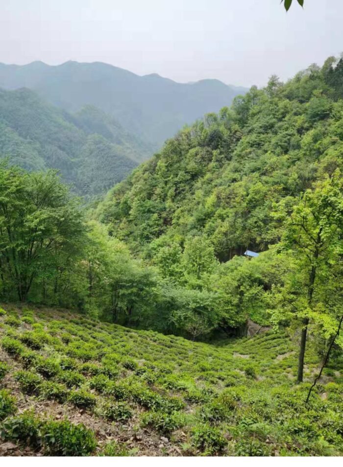 Lu'an Guapian Green Tea is a famous traditional Chinese tea and one of the top ten famous teas in China. It was an imperial tea in the Qing Dynasty.  