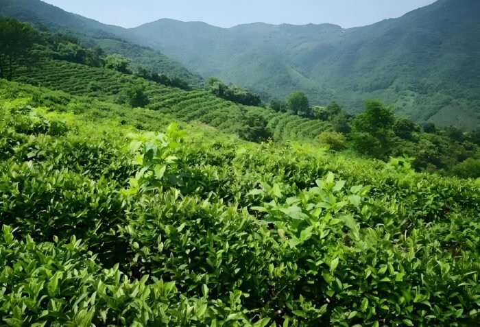 Taiping Houkui Green Tea is one of the top ten famous teas in China. It was founded in 1900.  