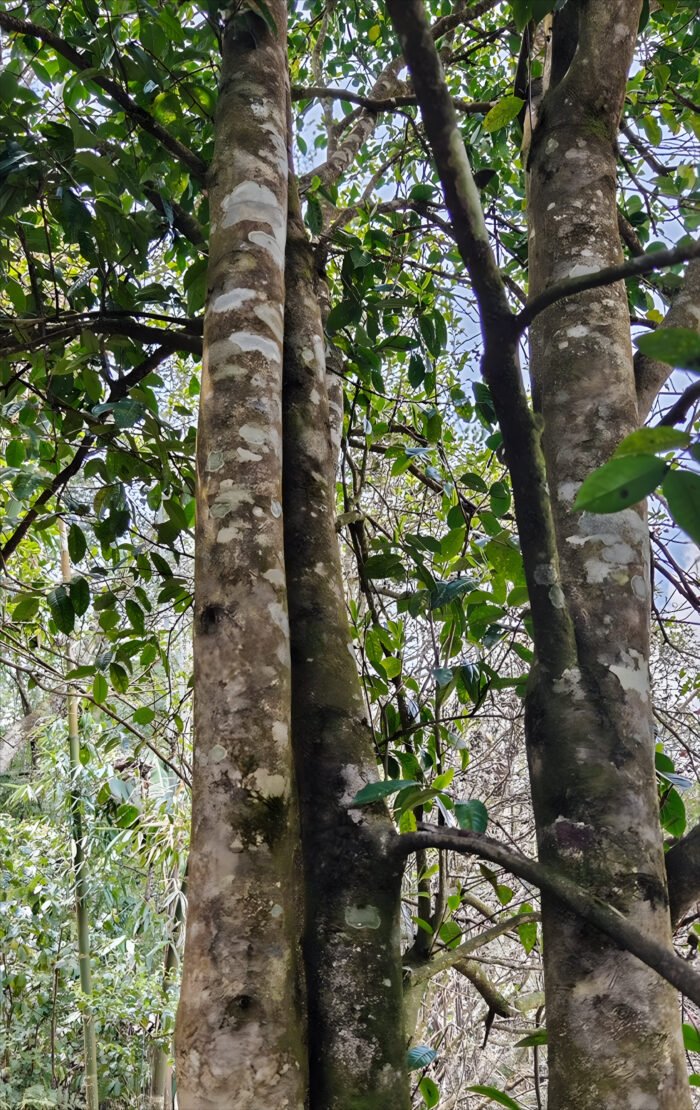 Thousand-year-old wild ancient tree black tea, a treasure among black teas  
